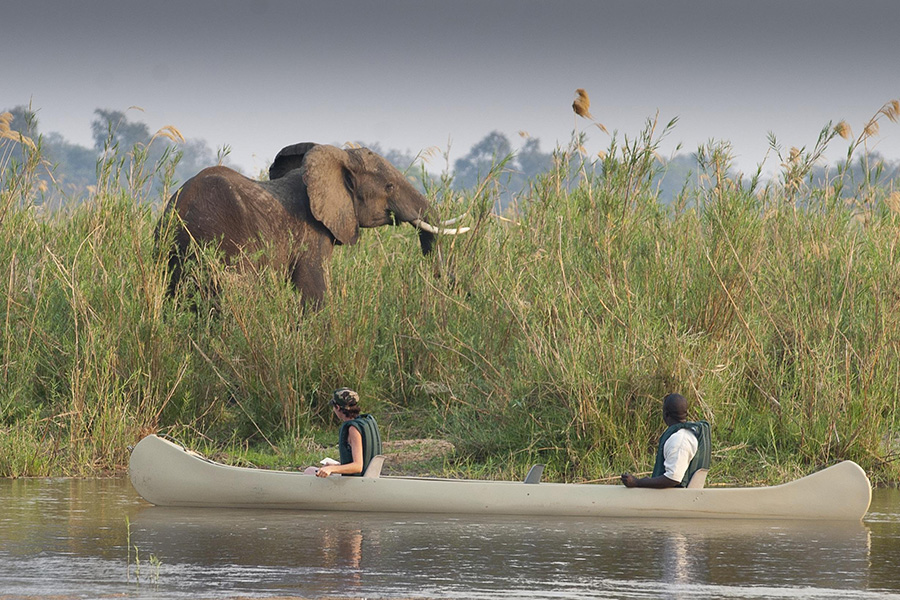 An elephant spotted by safari goers on a canoe trip in Lower Zambezi National Park, Zambia.