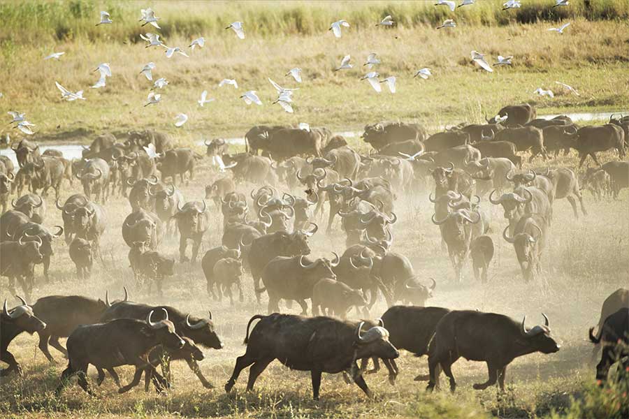 Buffalo herd sighting in Linyanti, Botswana