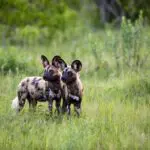 African wild dog, or 'painted wolf'.