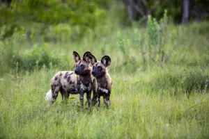 African wild dog, or 'painted wolf'. 