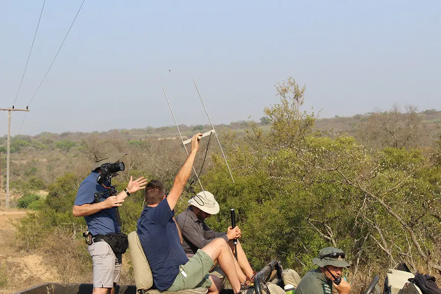 EWT using radio telemetry to track down African wild dog in the Kruger, South Africa.