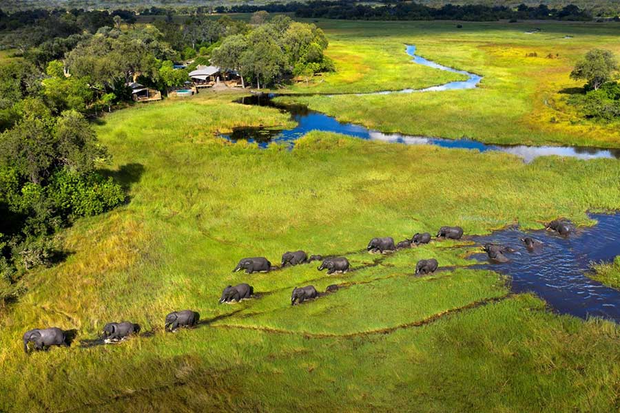 Enjoy scenic helicopter flips for a birds-eye view of the wildlife roaming the Moremi Game Reserve in Botswana