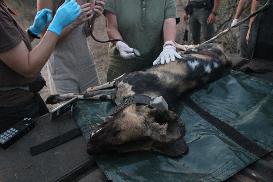 Veterinary Nurse and volunteers conduct health checks on an African wild dog in Kruger, South Africa. 