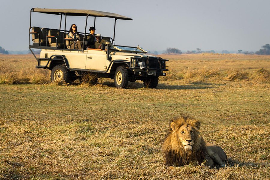 Safari group spot a lion while on a game drive in Kafue National Park, Zambia.