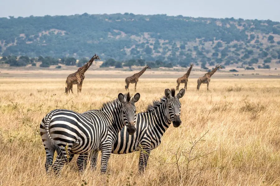 Game drive with Magashi Camp in Akagera National Park, Rwanda | Go2Africa