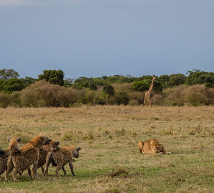 Masai Mara migration predator action.