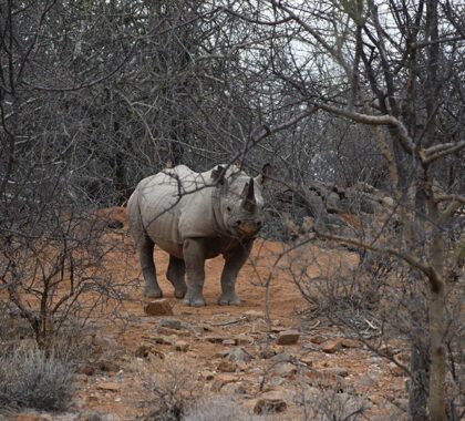 Rhino sighting in Kenya.