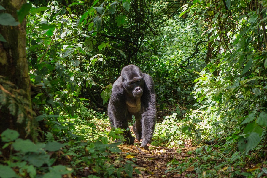 Gorilla trekking with Singita Kwitonda Lodge in Rwanda | Go2Africa