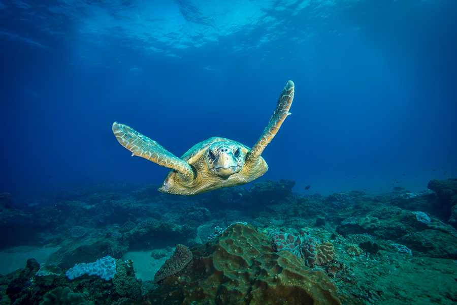 A turtle swimming in the Indian Ocean off the coast of Mozambique,