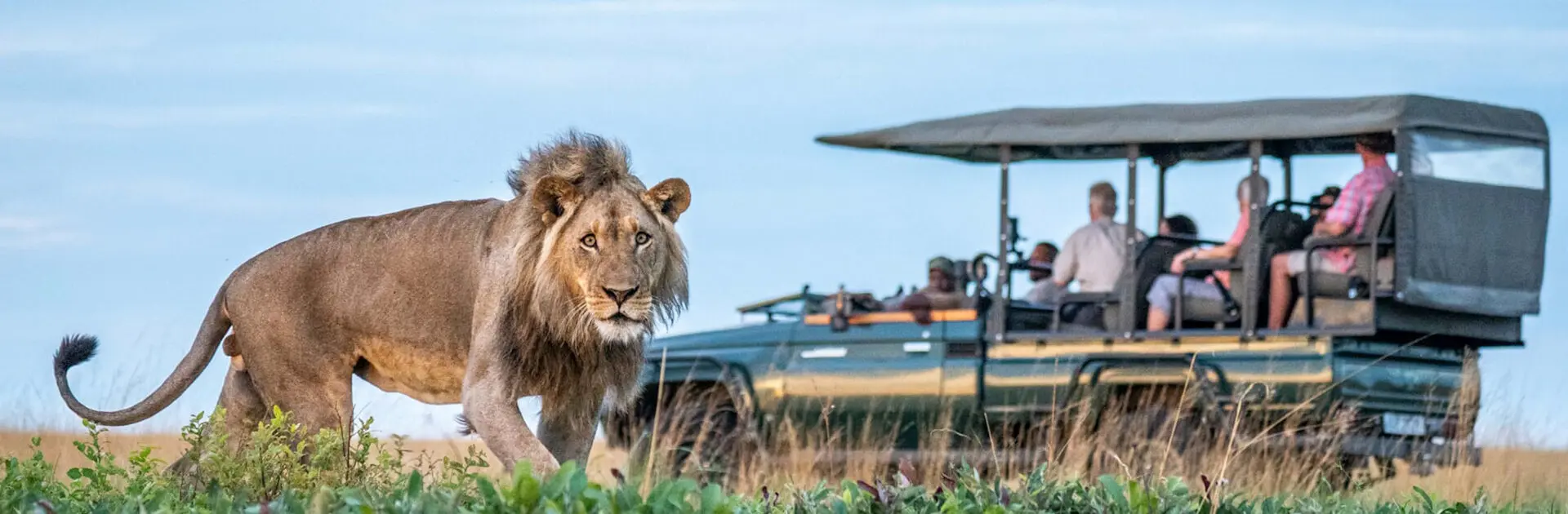 Gli ospiti di un safari avvistano un leone durante un game drive nel Parco Nazionale di Liuwa Plain, in Zambia.