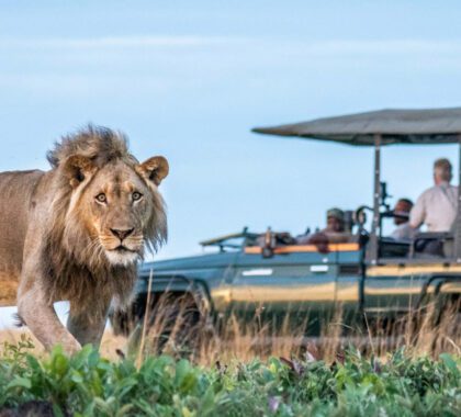 Safari guests spot a lion on a game drive through Liuwa Plain National Park, Zambia.