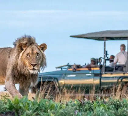 Safari guests spot a lion on a game drive through Liuwa Plain National Park, Zambia.