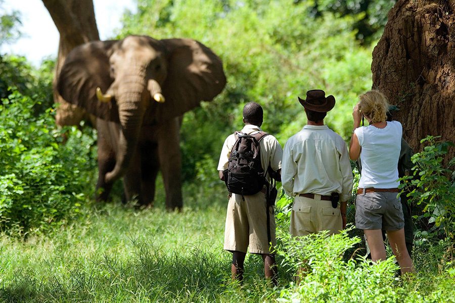People spot an elephant on a walking safari through South Luangwa National Park, Zambia.