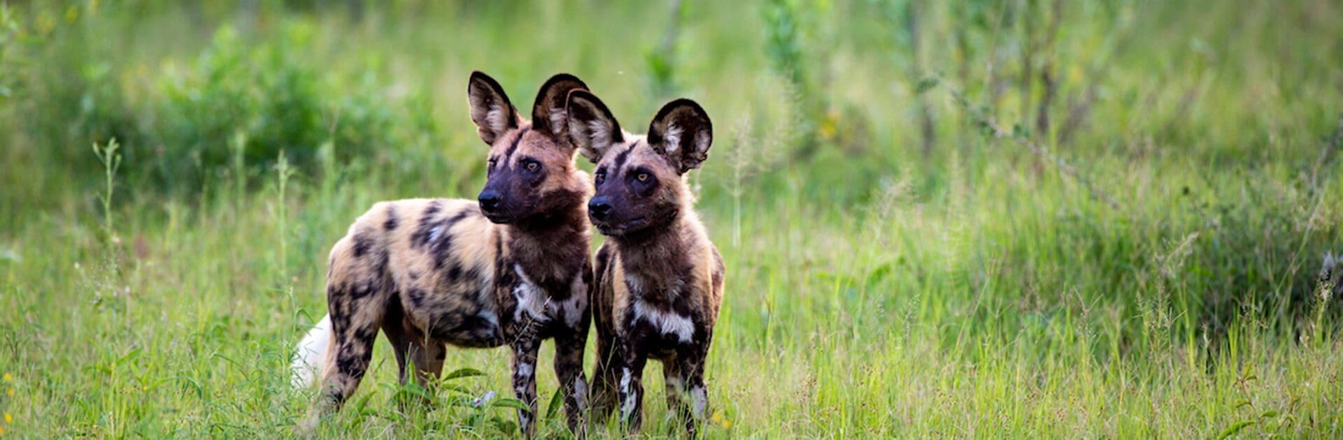 Dos perros salvajes africanos en plena naturaleza.