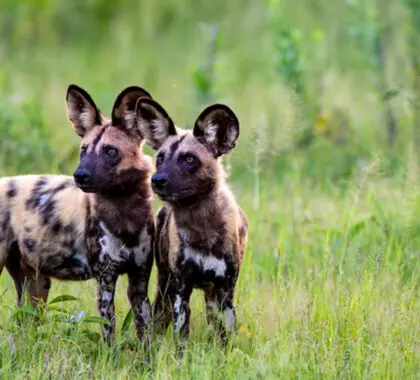 Two African wild dog standing in the wilderness.