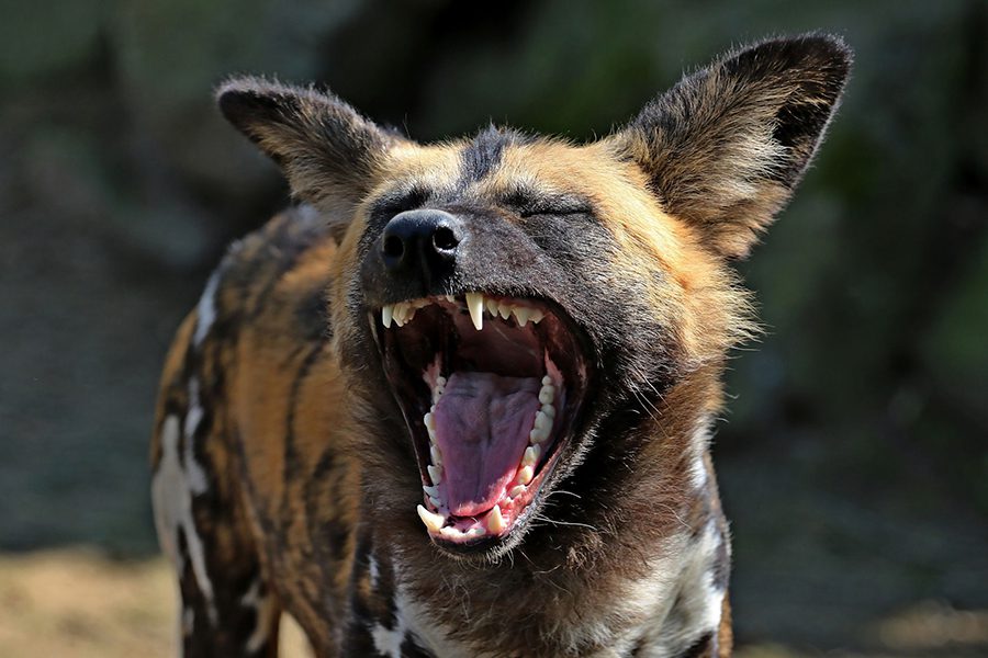 African wild dog yawing.