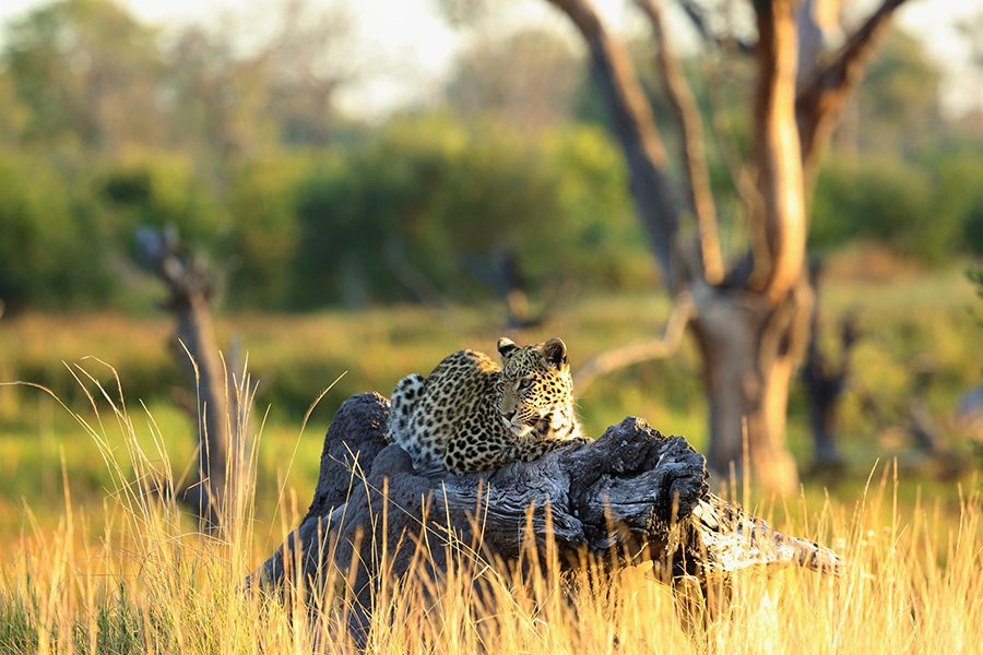 A leopard lying on an on tree stump surrounded by long grass lit up by the sun with two trees and other vegetation behind it | Go2Africa