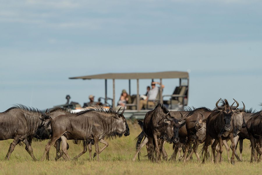 Safari goers watch Africa's second-largest wildebeest migration in Liuwa Plains, Zambia.