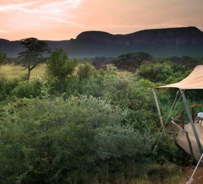 top-safari-marcas-15