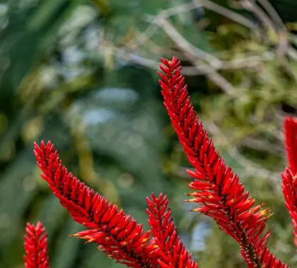 racimodefloresrojasbrillantespuntasdeynbosaloealoe