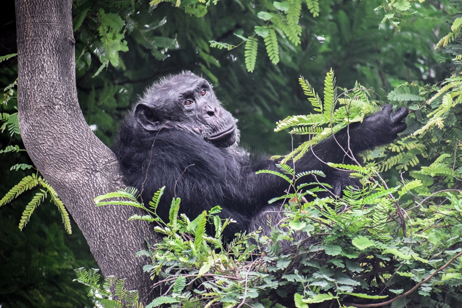 Chimpanzee in Nyungwe Forest National Park, Rwanda | Go2Africa