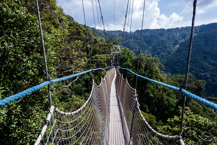 The highest canopy walk in East Africa | Go2Africa