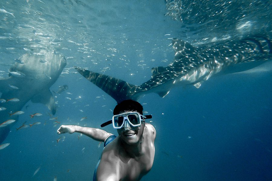 Man swimming with whale sharks in the ocean.