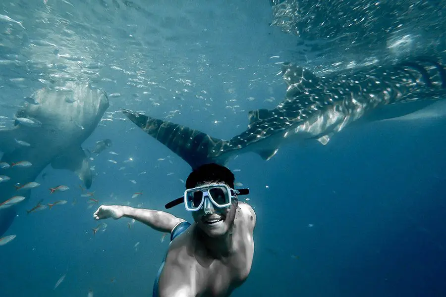 Hombre nadando con tiburones ballena en el océano.