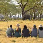Experiencias de safari a pie | Namiri Plains