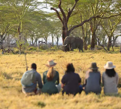 Experiencias de safari a pie | Namiri Plains