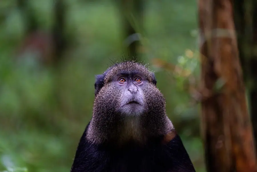 Primate trekking with Sabyinyo Silverback Lodge in Volcanoes National Park, Rwanda | Go2Africa