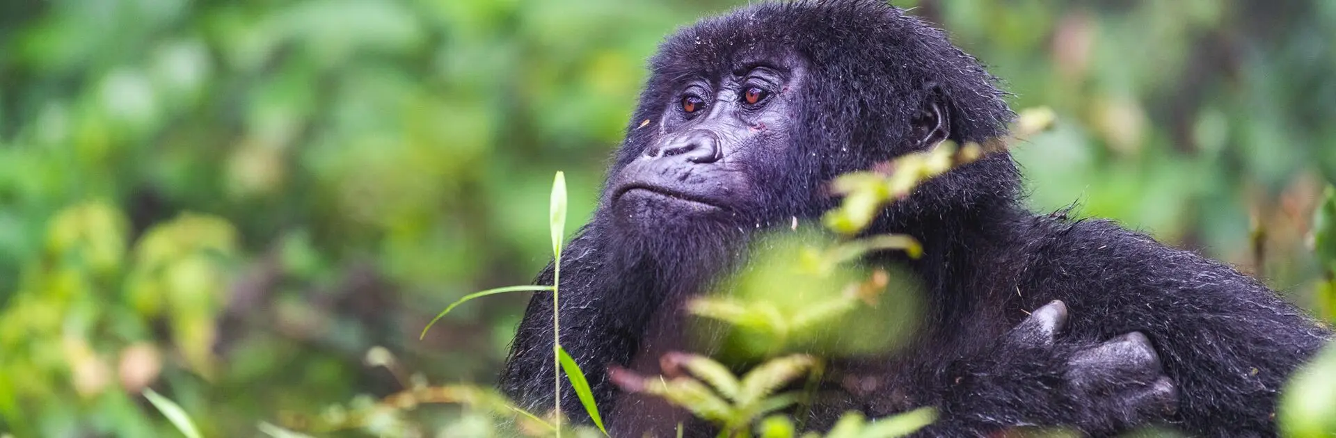 Gorilla trekking with Sabyinyo Silverback Lodge in Rwanda | Go2Africa