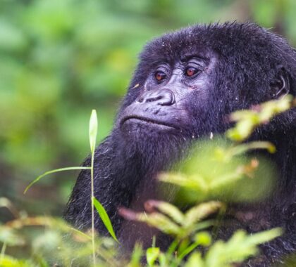 Gorilla trekking with Sabyinyo Silverback Lodge in Rwanda | Go2Africa