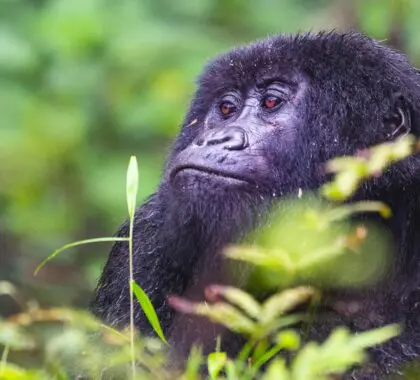 Guía de viaje a Ruanda para quienes la visitan por primera vez
