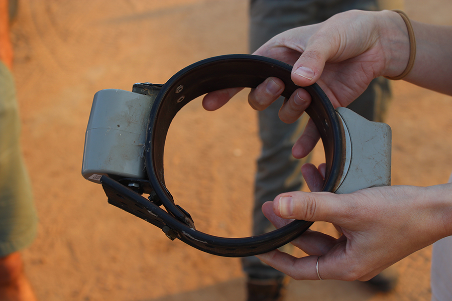 Collars used to track African wild dog in the Kruger, South Africa.