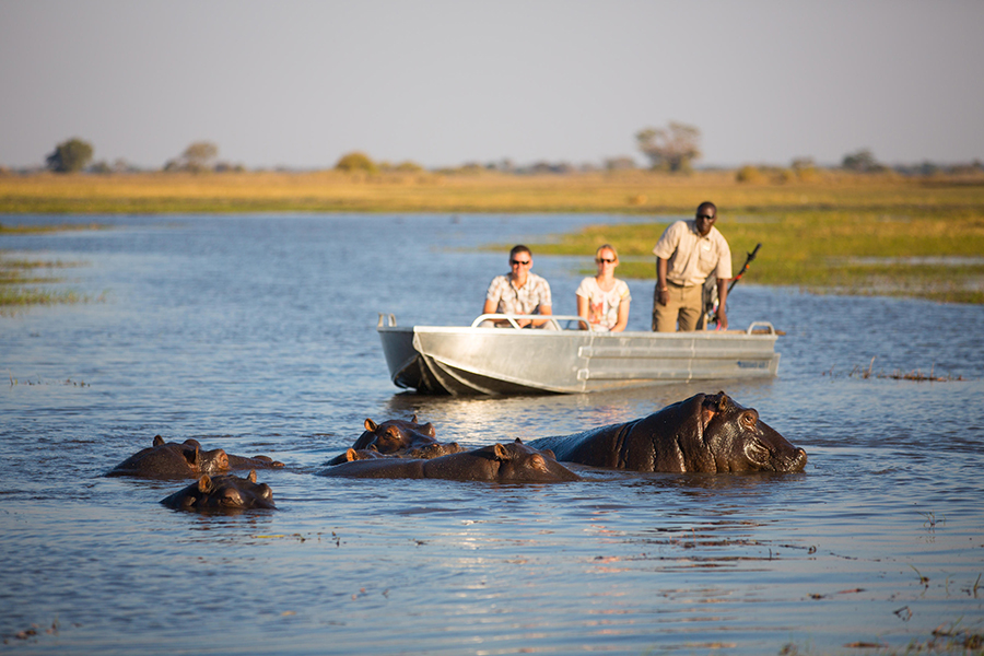 Hippos spotted in the water during a boating safari in Kafue National Park, Zambia.