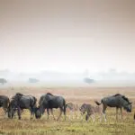 Ñus en las llanuras de Busanga.