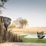 Un visitante inesperado en el campamento Chisa Busanga.