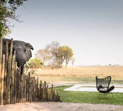 An unexpected visitor at Chisa Busanga Camp.