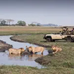 Encuentra los predatos de las llanuras de Busanga.