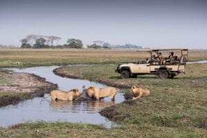 Encuentra los predatos de las llanuras de Busanga.