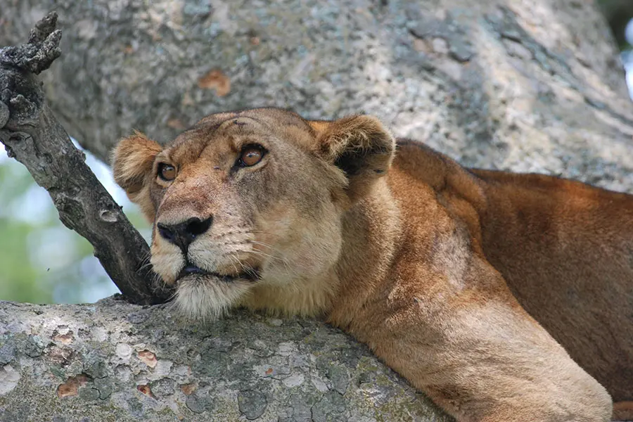 Ishasha-Wilderness-Camp--tree-climbing-lion