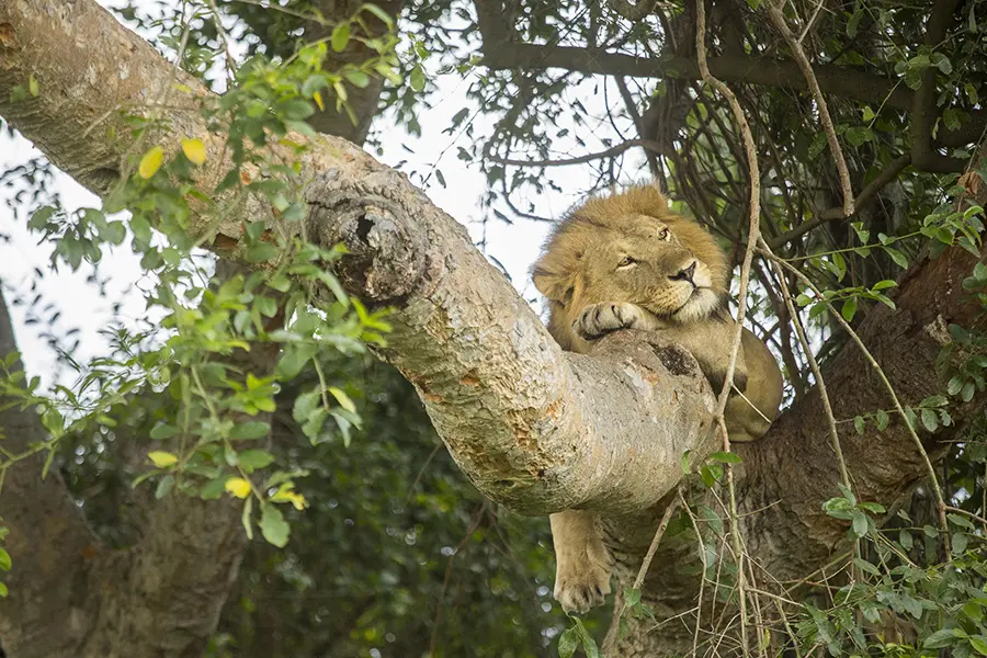 León tumbado en la rama de un árbol en el Parque Nacional Queen Elizabeth, Uganda.
