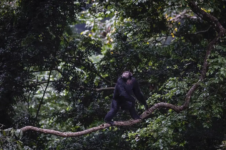 Chimpancé subido a la rama de un árbol en el Parque Nacional Queen Elizabeth, Uganda.