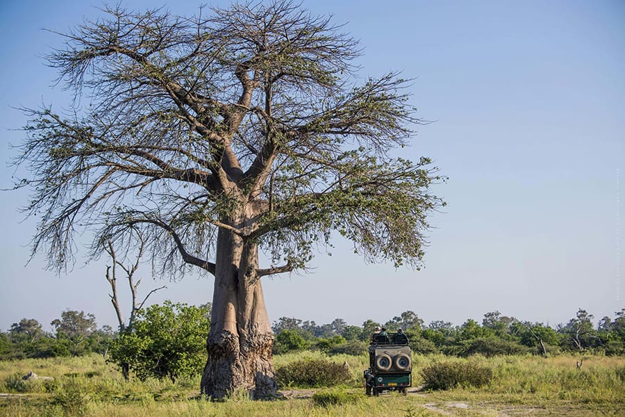 Altísimos árboles baobab. 
