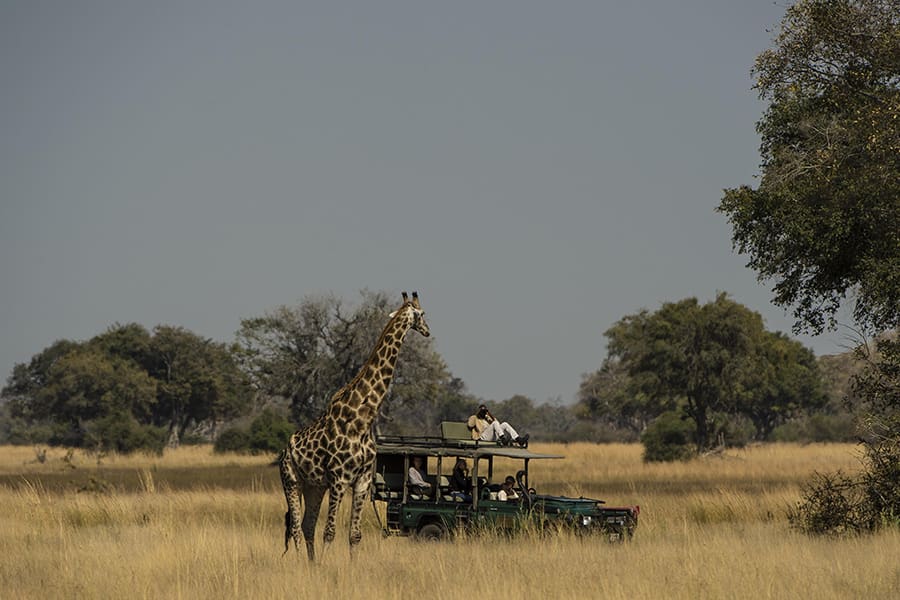 Descubrirá todo tipo de fauna africana. 