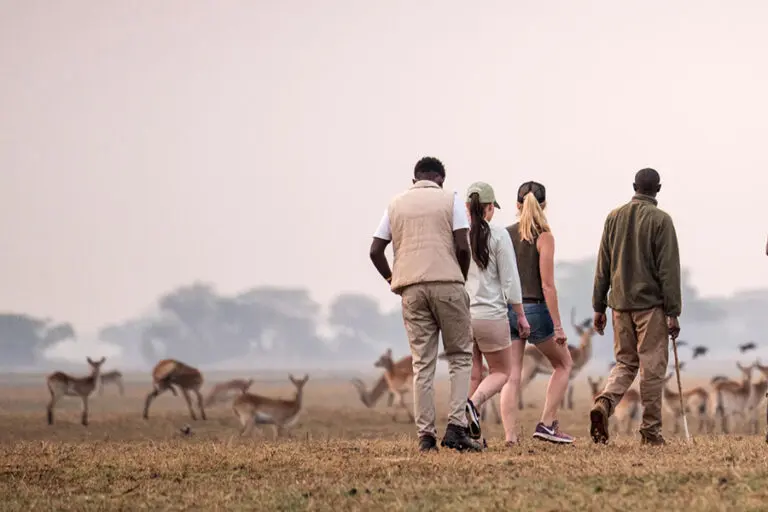 Walking safaris in Busanga Plains, in Zambia’s Kafue National Park .