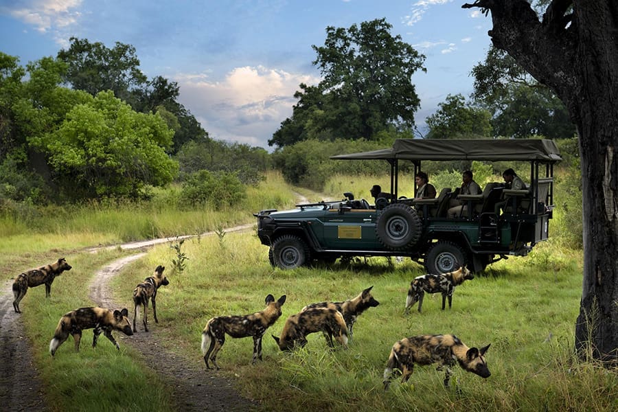 Descubra al perro salvaje africano, en peligro de extinción. 
