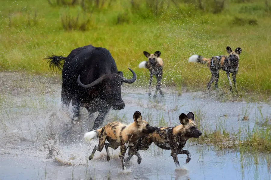 Búfalo y perro salvaje en la Reserva de Caza de Moremi, Botsuana | Go2Africa