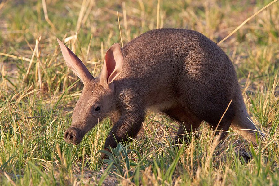Aardvark in the grasslands of Namibia.